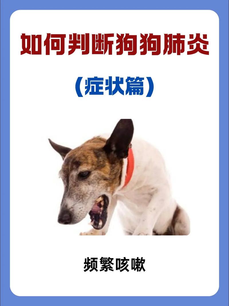 狗狗绝育后连骂医生3个月，新冠检测、肺炎治疗等宠物问题汇总
